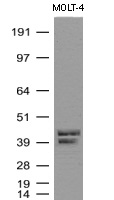 CD1C Antibody in Western Blot (WB)