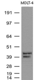 CD1C Antibody in Western Blot (WB)