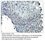 CD2 Polyclonal Antibody