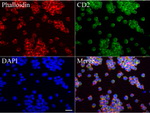 CD2 Antibody in Immunocytochemistry (ICC/IF)