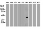 CD2 Antibody in Western Blot (WB)