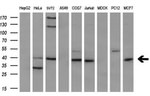 CD2 Antibody in Western Blot (WB)