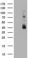 CD2 Antibody in Western Blot (WB)