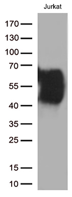 CD2 Antibody in Western Blot (WB)