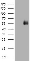 CD2 Antibody in Western Blot (WB)