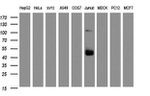 CD2 Antibody in Western Blot (WB)