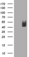 CD2 Antibody in Western Blot (WB)