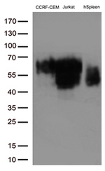 CD2 Antibody in Western Blot (WB)