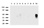 CD2 Antibody in Western Blot (WB)