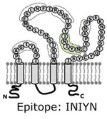 CD20 (MS4A1) Antibody