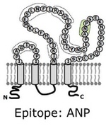 CD20 (MS4A1) Antibody