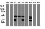 CD20 (MS4A1) Antibody in Western Blot (WB)