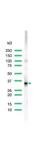 CD20 Antibody in Western Blot (WB)