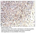CD21 Polyclonal Antibody