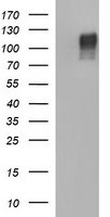 CD22 Antibody in Western Blot (WB)
