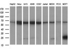 CD22 Antibody in Western Blot (WB)