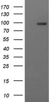 CD22 Antibody in Western Blot (WB)