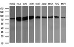 CD22 Antibody in Western Blot (WB)