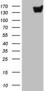 CD22 Antibody in Western Blot (WB)