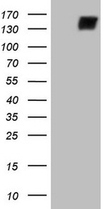 CD22 Antibody in Western Blot (WB)