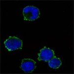 CD3z Monoclonal Antibody (4B10)