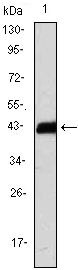 CD3z Antibody in Western Blot (WB)