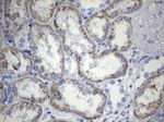 CD248 Antibody in Immunohistochemistry (Paraffin) (IHC (P))