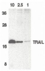TRAIL (CD253) Antibody in Western Blot (WB)
