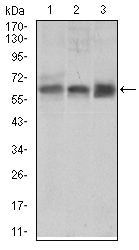 BMPR1A Antibody in Western Blot (WB)