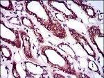 BMPR1A Antibody in Immunohistochemistry (Paraffin) (IHC (P))