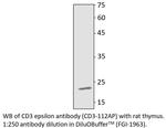 CD3 epsilon Antibody in Western Blot (WB)