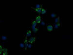 CD3 Antibody in Immunocytochemistry (ICC/IF)