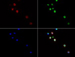 CD3 Antibody in Immunocytochemistry (ICC/IF)