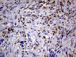 CD3 Antibody in Immunohistochemistry (Paraffin) (IHC (P))