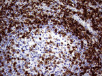 CD3 Antibody in Immunohistochemistry (Paraffin) (IHC (P))