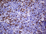 CD3 Antibody in Immunohistochemistry (Paraffin) (IHC (P))