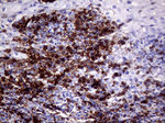CD3 Antibody in Immunohistochemistry (Paraffin) (IHC (P))