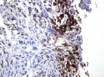 CD3 Antibody in Immunohistochemistry (Paraffin) (IHC (P))