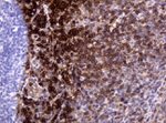 CD3 Antibody in Immunohistochemistry (Paraffin) (IHC (P))