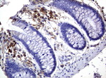 CD3 Antibody in Immunohistochemistry (Paraffin) (IHC (P))