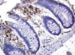 CD3 Antibody in Immunohistochemistry (Paraffin) (IHC (P))