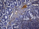 CD3 Antibody in Immunohistochemistry (Paraffin) (IHC (P))