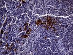 CD3 Antibody in Immunohistochemistry (Paraffin) (IHC (P))
