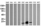 CD3 Antibody in Western Blot (WB)