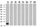 CD3 Antibody in Western Blot (WB)