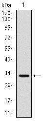 CD30 Monoclonal Antibody (3B10)