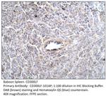 CD300 Antibody in Immunohistochemistry (IHC)
