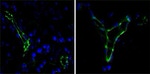 CD31 Monoclonal Antibody (2F7B2)