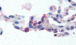 EMR2 Antibody in Immunohistochemistry (Paraffin) (IHC (P))