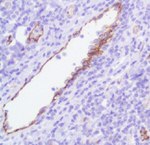 CD31 Antibody in Immunohistochemistry (Paraffin) (IHC (P))